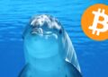 Los delfines de bitcoin también se mueven. Fuente: Composición por CriptoNoticias. Pixabay. 1000logos.