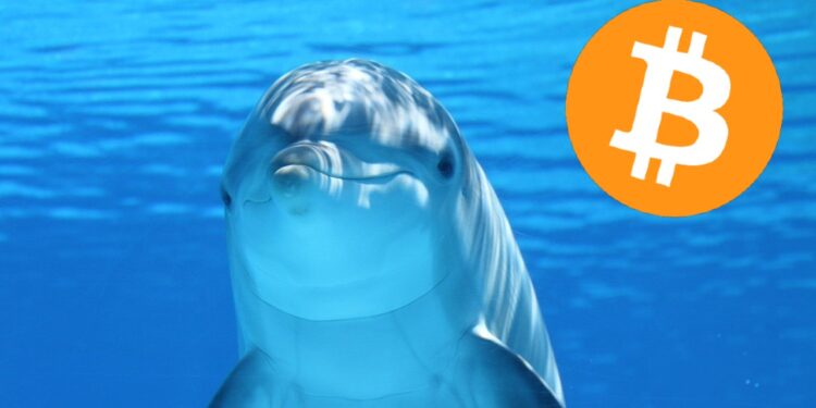 Los delfines de bitcoin también se mueven. Fuente: Composición por CriptoNoticias. Pixabay. 1000logos.