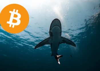 Un tiburon con un BTC al lado.