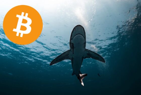 Tiburones de bitcoin compraron 65.000 BTC en una semana
