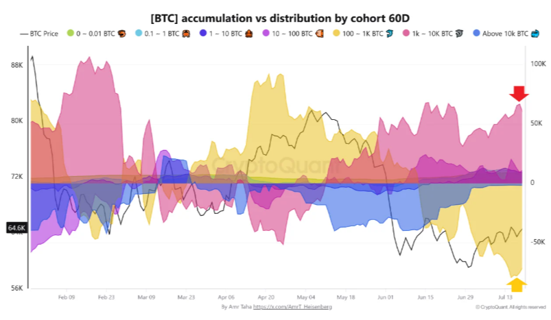 Hay una divergencia potencialmente alcista para bitcoin en el patrón de acumulación de diversas cohortes de inversores.
