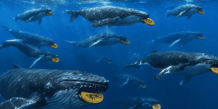 Ballenas con bitcoin en sus bocas.