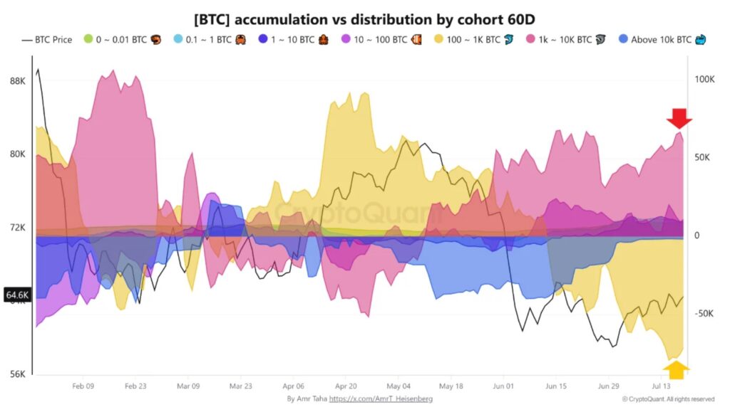 Gráfico de bandas de colores que representan la acumulación de bitcoin por parte de distintas cohortes.