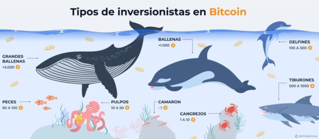 Infografía de los diferentes tipos de inversores de bitcoin reflejados en animales marinos.