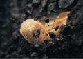 Moneda de BTC saliendo de la oscuridad.
