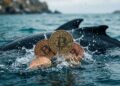 Monedas físicas de Bitcoin emergiendo del agua sobre el lomo de una ballena en el océano.